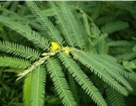 cassia nomame