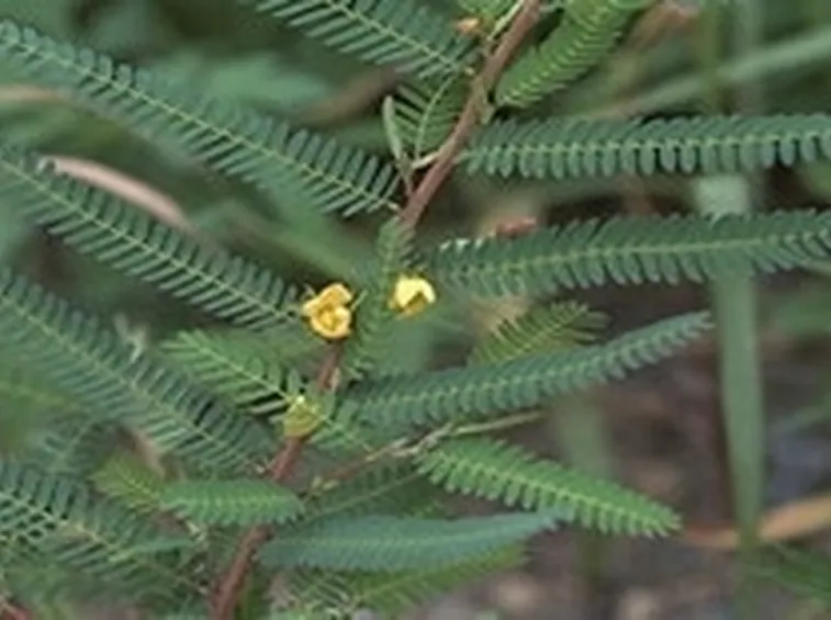 cassia nomame2