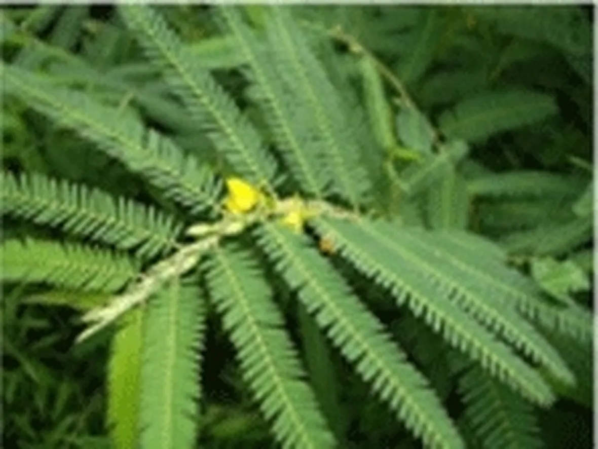 cassia nomame