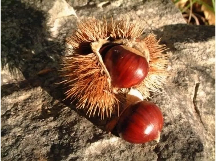 castagno2