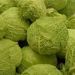 cavolo