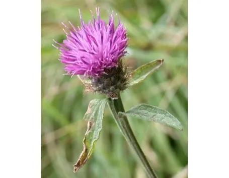 centaurea