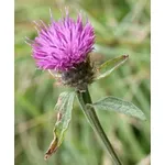 centaurea