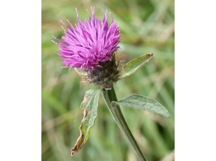 centaurea