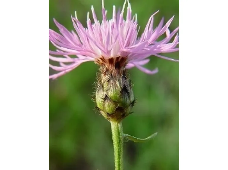 centaurea2