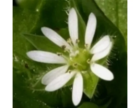centocchio