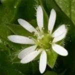 centocchio