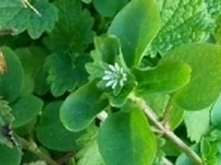centocchio2