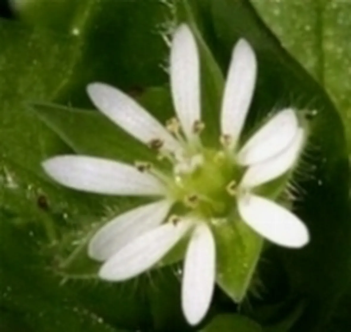 centocchio