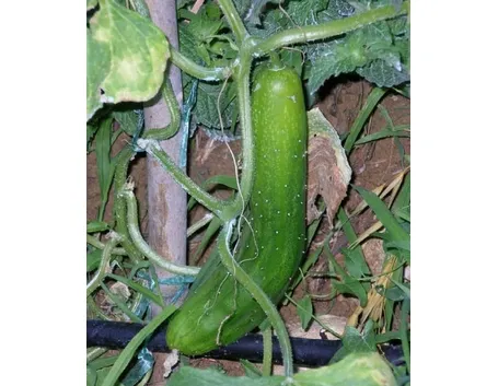 cetriolo