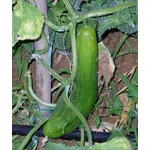 cetriolo