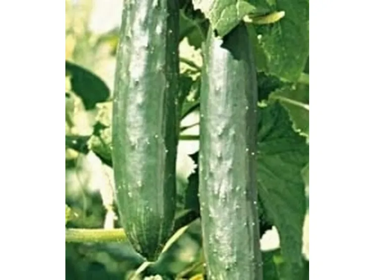 cetriolo2
