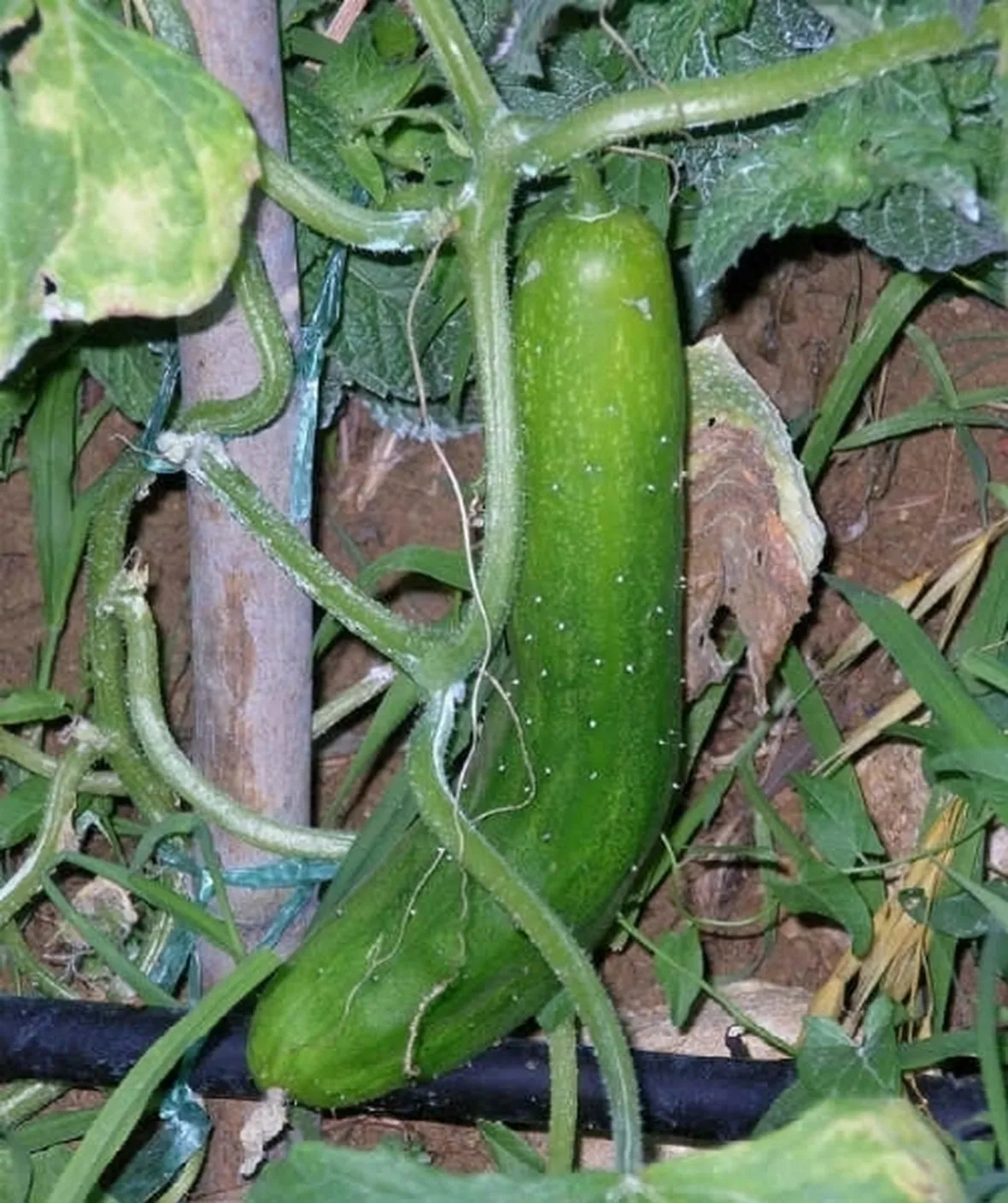 cetriolo