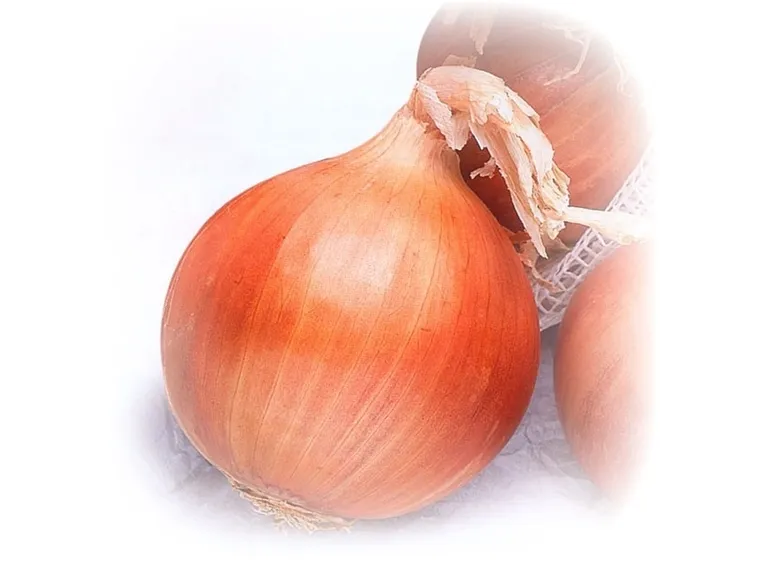 cipolla gialla