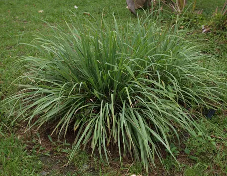 citronella