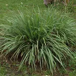 citronella