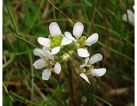 coclearia