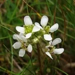 coclearia