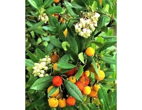 corbezzolo