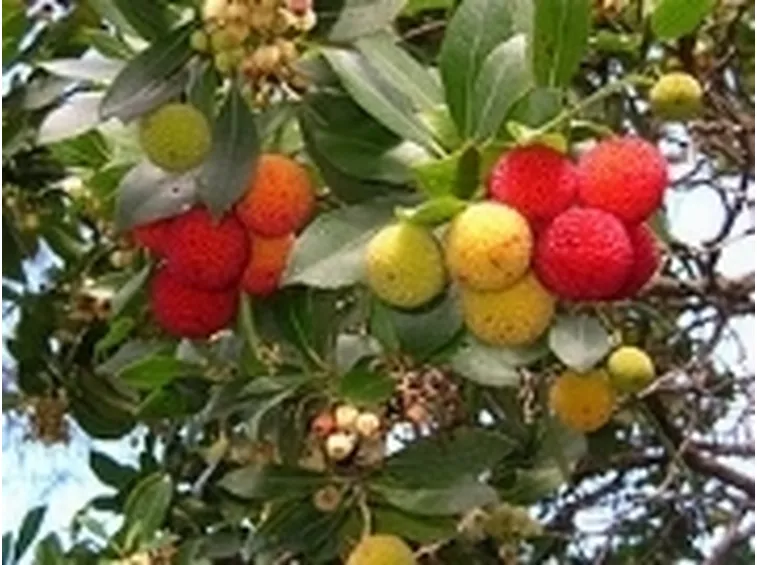 corbezzolo2