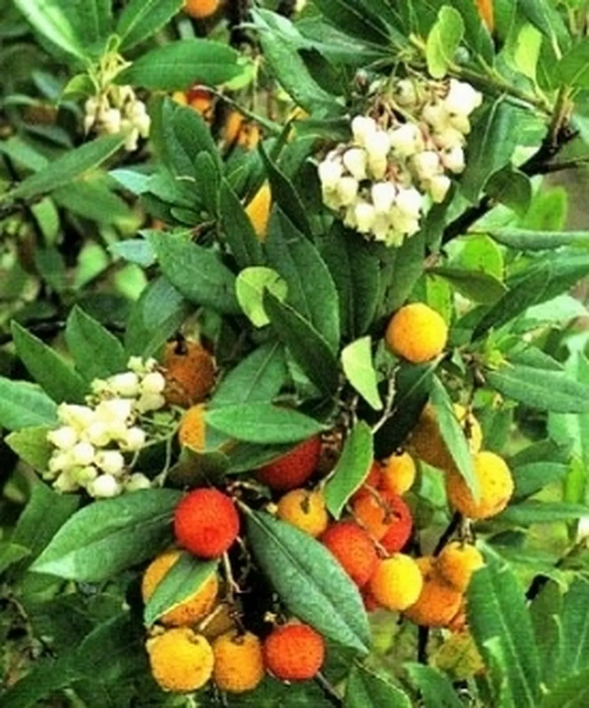 corbezzolo