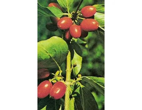 corniolo