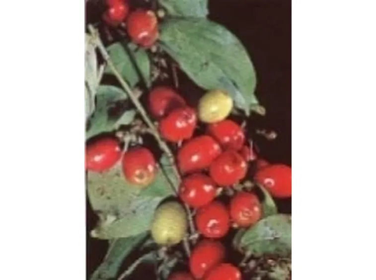 corniolo2