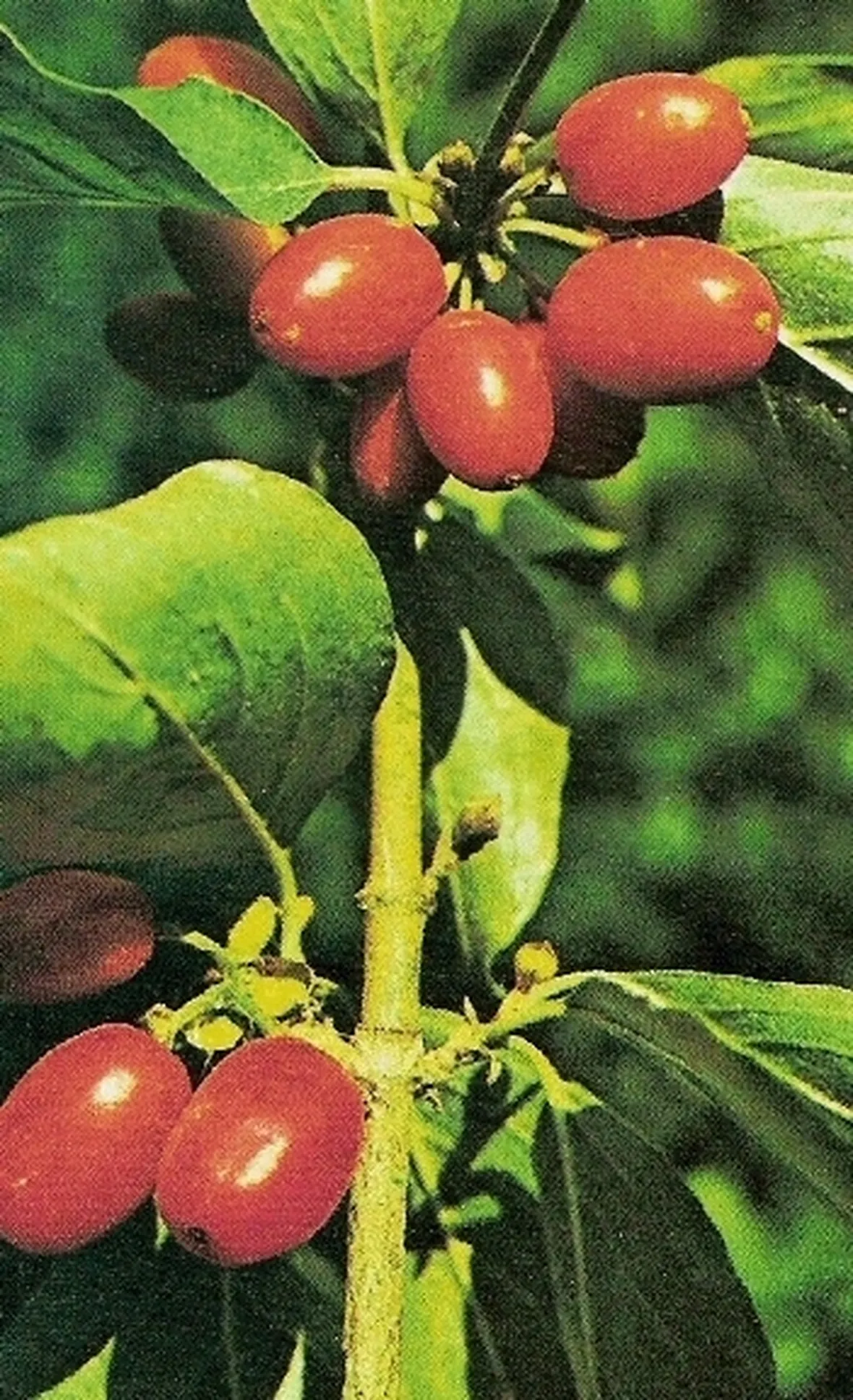 corniolo