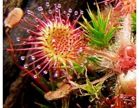 drosera