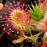 drosera
