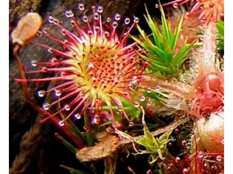drosera