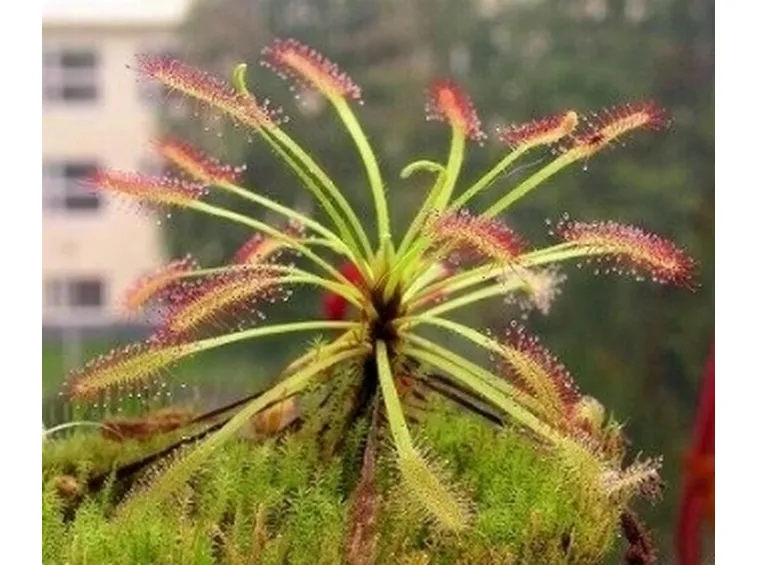 drosera2