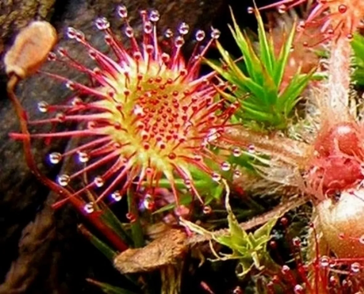 drosera