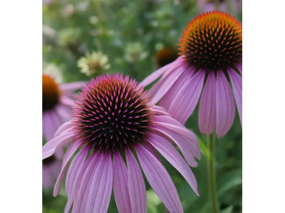 echinacea