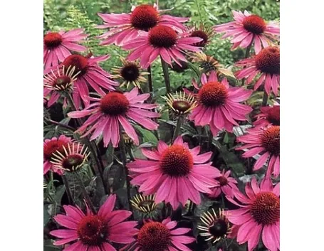 echinacea