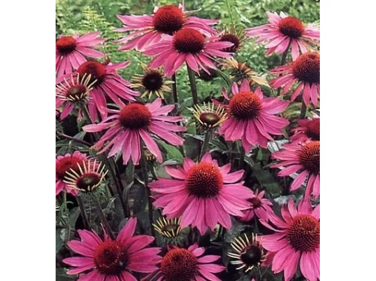 echinacea