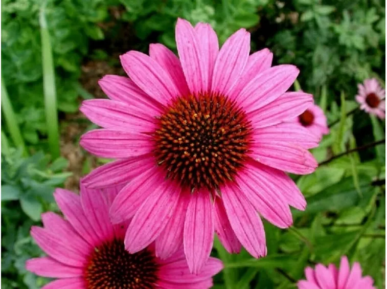 echinacea2