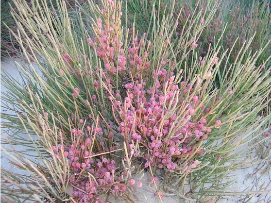 Fiori di efedra