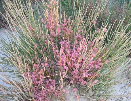 Fiori di efedra