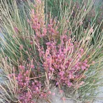 Fiori di efedra
