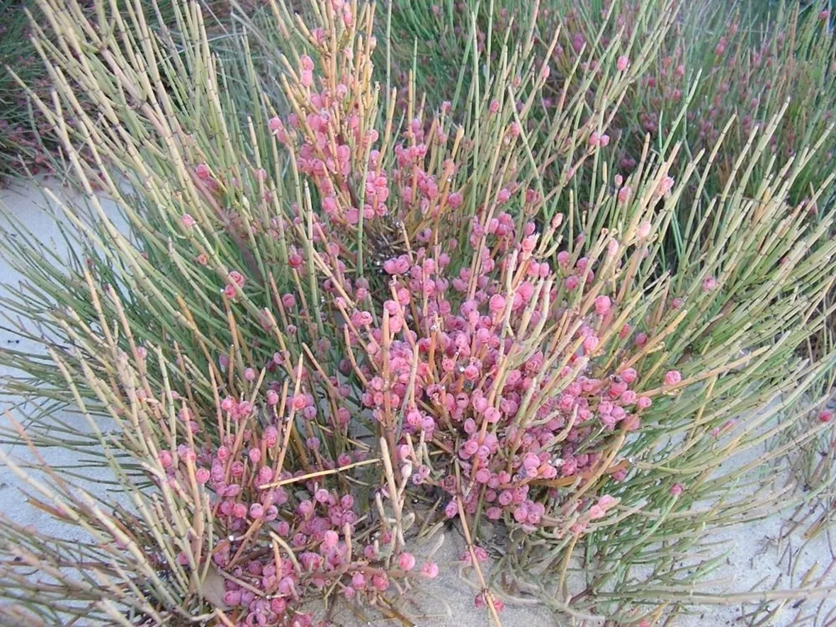 Fiori di efedra