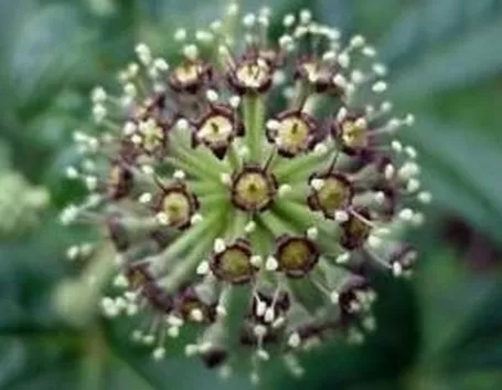 eleuterococco