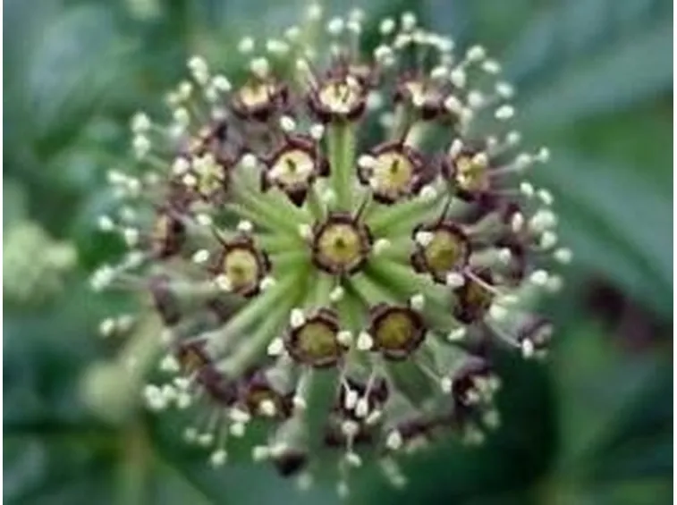 eleuterococco