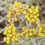 elicriso