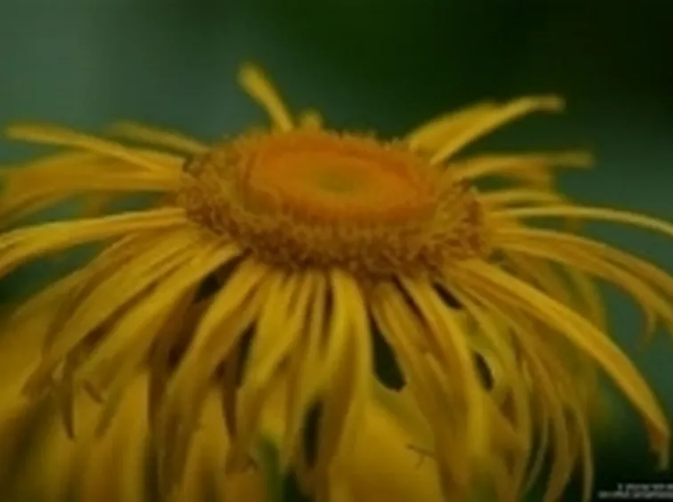 enula2