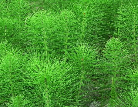 Pianta di equiseto