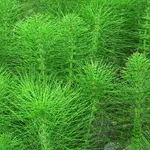 Pianta di equiseto