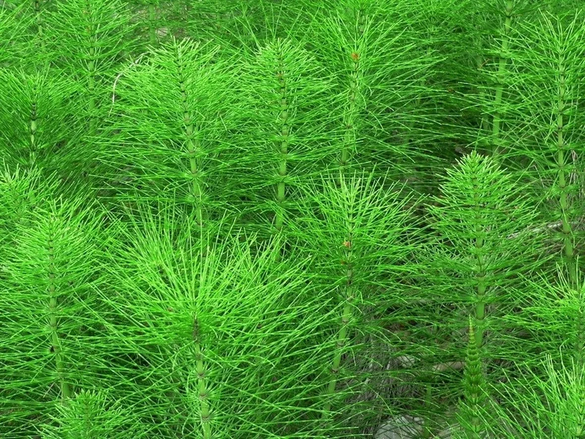 Pianta di equiseto