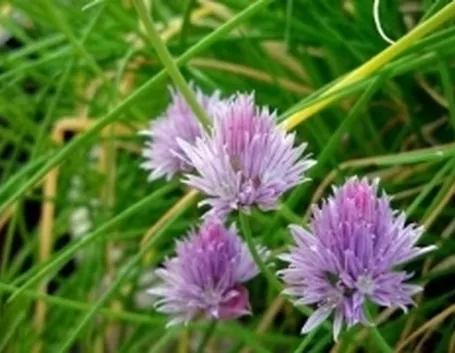 erbacipollina1