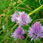 erbacipollina1